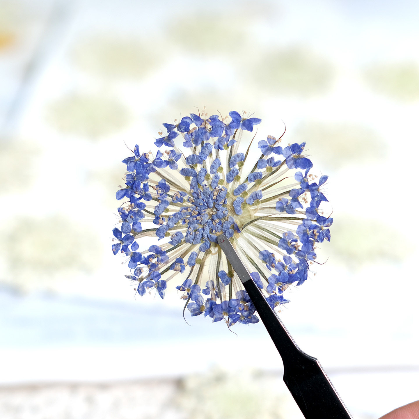 12PCS Pressed Emerald Pearl Fl - Dried Flower Bookmark 评论和价格